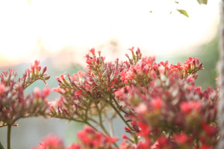 Succulent decoration tree with red flowers (Scientific name: Kalanchoe blossfeldiana Poellnitz). Kalanchoe blossfeldiana flowers are blooming in the gardenの写真素材