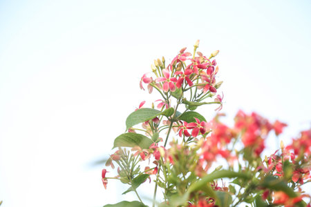 beautiful ragoon creeper flower background,(Madhumalati Vine) Combretum indicum known as the Rangoon creeper or Burma creeper vine with red flower clusters beautiful flowers Blooming in summer season.の写真素材