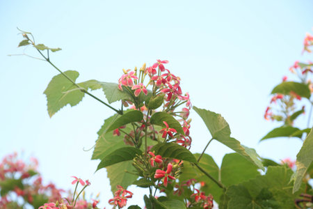 beautiful ragoon creeper flower background,(Madhumalati Vine) Combretum indicum known as the Rangoon creeper or Burma creeper vine with red flower clusters beautiful flowers Blooming in summer season.の写真素材