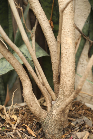 trunk of tree, roots of tree and trunk in summer season, selective focus with blur.の写真素材