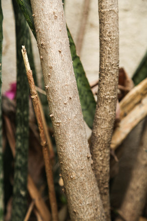 trunk of tree, roots of tree and trunk in summer season, selective focus with blur.の写真素材