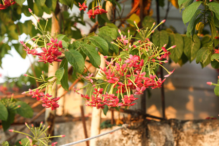 beautiful ragoon creeper flower background,(Madhumalati Vine) Combretum indicum known as the Rangoon creeper or Burma creeper vine with red flower clusters beautiful flowers Blooming in summer season.の写真素材