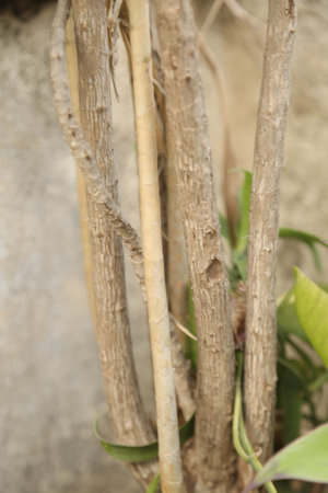 trunk of tree, roots of tree and trunk in summer season, selective focus with blur.