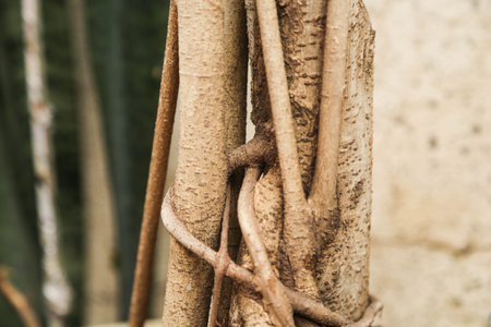 trunk of tree, roots of tree and trunk in summer season, selective focus with blur.