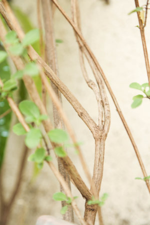 trunk of tree, roots of tree and trunk in summer season, selective focus with blur.の写真素材