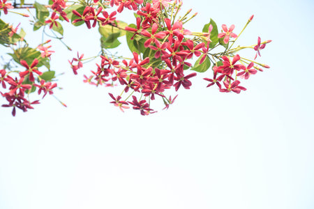 beautiful ragoon creeper flower background,(Madhumalati Vine) Combretum indicum known as the Rangoon creeper or Burma creeper vine with red flower clusters beautiful flowers Blooming in summer season.の写真素材