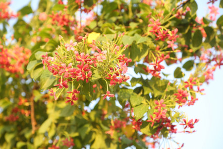 beautiful ragoon creeper flower background,(Madhumalati Vine) Combretum indicum known as the Rangoon creeper or Burma creeper vine with red flower clusters beautiful flowers Blooming in summer season.の写真素材