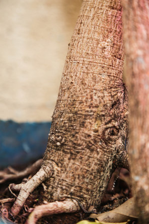 trunk of tree, roots of tree and trunk in summer season, selective focus with blur.の写真素材