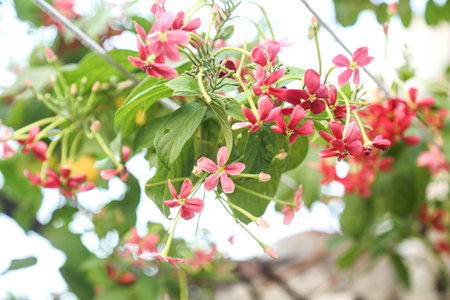 beautiful ragoon creeper flower background,(Madhumalati Vine) Combretum indicum known as the Rangoon creeper or Burma creeper vine with red flower clusters beautiful flowers Blooming in summer season.の写真素材