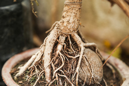 trunk of tree, roots of tree and trunk in summer season, selective focus with blur.の写真素材
