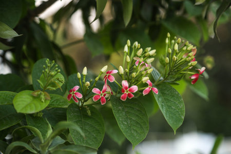 beautiful ragoon creeper flower background,(Madhumalati Vine) Combretum indicum known as the Rangoon creeper or Burma creeper vine with red flower clusters beautiful flowers Blooming in summer season.の写真素材