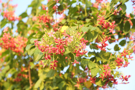 beautiful ragoon creeper flower background,(Madhumalati Vine) Combretum indicum known as the Rangoon creeper or Burma creeper vine with red flower clusters beautiful flowers Blooming in summer season.の写真素材