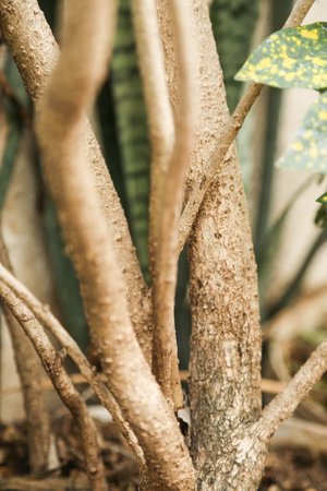 trunk of tree, roots of tree and trunk in summer season, selective focus with blur.の写真素材