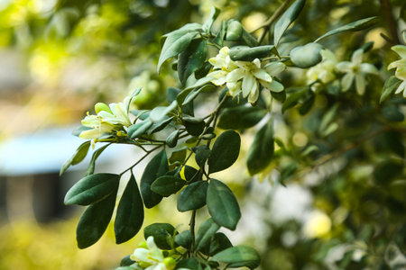Fragrant orange jessamine (Kamini) white flowers on the green tree. Close-up of wet white Madhu Kamini flowers in summer seasonの写真素材
