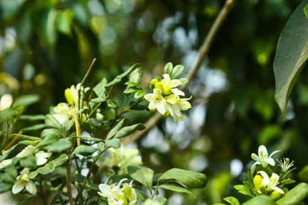 Fragrant orange jessamine (Kamini) white flowers on the green tree. Close-up of wet white Madhu Kamini flowers in summer seasonの写真素材