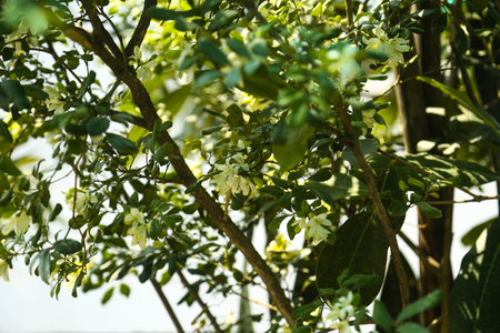 Fragrantful orange jessamine (Kamini) white flowers on the green tree. Close-up of wet white Madhu...