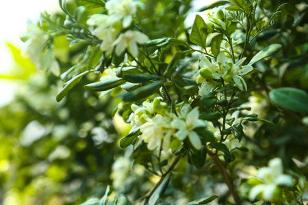 Fragrantful orange jessamine (Kamini) white flowers on the green tree. Close-up of wet white Madhu Kamini flowers in summer seasonの写真素材