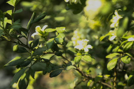 Fragrant orange jessamine (Kamini) white flowers on the green tree. Close-up of wet white Madhu Kamini flowers in summer seasonの写真素材