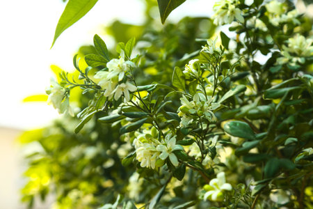 Fragrant orange jessamine (Kamini) white flowers on the green tree. Close-up of wet white Madhu Kamini flowers in summer seasonの写真素材