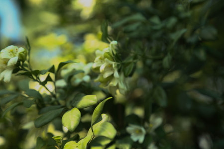 Fragrantful orange jessamine (Kamini) white flowers on the green tree. Close-up of wet white Madhu Kamini flowers in summer seasonの写真素材