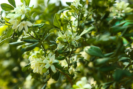 Fragrant orange jessamine (Kamini) white flowers on the green tree. Close-up of wet white Madhu Kamini flowers in summer seasonの写真素材