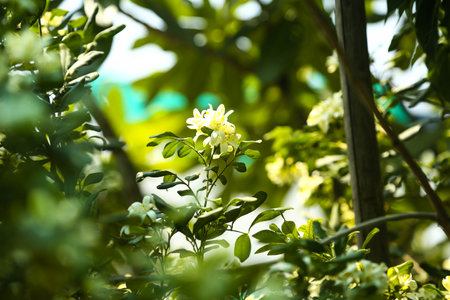 Fragrantful orange jessamine (Kamini) white flowers on the green tree. Close-up of wet white Madhu Kamini flowers in summer seasonの写真素材