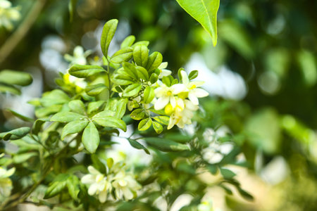 Fragrantful orange jessamine (Kamini) white flowers on the green tree. Close-up of wet white Madhu Kamini flowers in summer seasonの写真素材