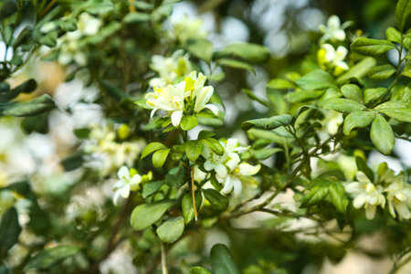 Fragrantful orange jessamine (Kamini) white flowers on the green tree. Close-up of wet white Madhu Kamini flowers in summer seasonの写真素材