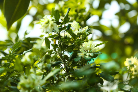 Fragrantful orange jessamine (Kamini) white flowers on the green tree. Close-up of wet white Madhu Kamini flowers in summer seasonの写真素材