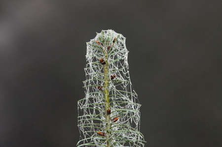 spruce branch covered by web with water drops