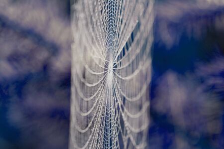 spiders web covered by water drops (selective focus)の写真素材