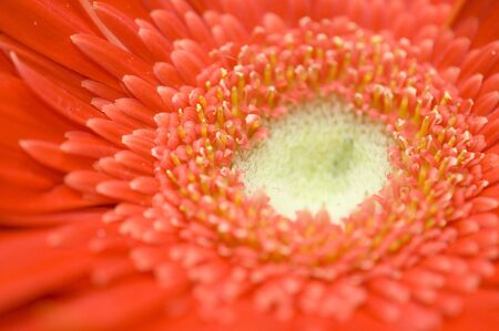detail of red Gerbera bloomの写真素材