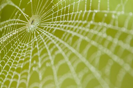 spider web with drops of waterの写真素材
