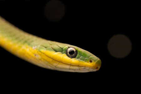 Florida Green Snake Head Close-up Yellowの写真素材