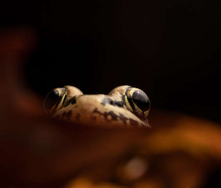 Pickerel Frog Peeking Eyesの写真素材