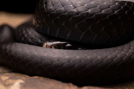 Black Snake Coiled and Peeking Close-upの写真素材