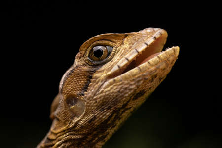 Brown Basilisk Eye Head Mouth Open Close-upの写真素材