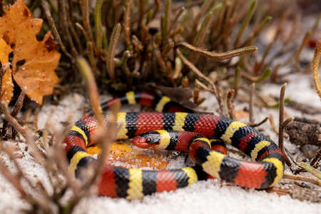 Scarlet Kingsnake on Sand Coral Snake Mimic Close-upの写真素材