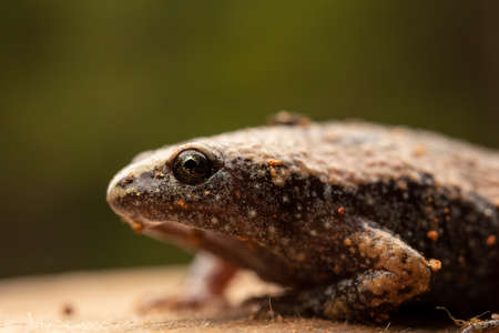 Narrow Mouthed Toad with Green Background Close-upの写真素材