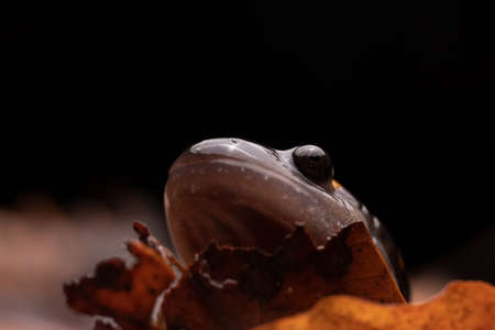 Salamander Head Face Eye Mouth Close-upの写真素材
