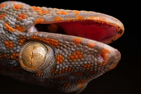 Tokay Gecko Mouth Open Upside Down Close-up Macroの写真素材