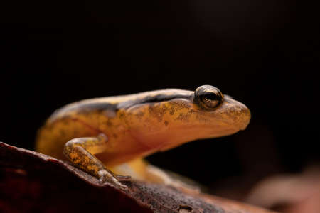 Two Lined Salamander in Wet Leaves, Macroの写真素材