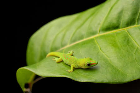 Green Day Gecko on Leaf Cuteの写真素材