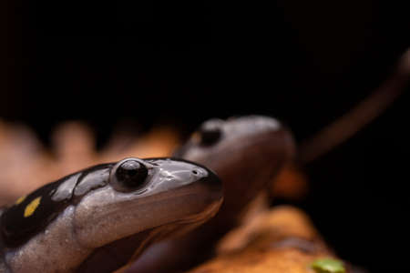 Spotted Salamander in Wet Leaves Macroの写真素材