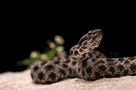 Dusky Pygmy Rattlesnake on Rock Close-up Scalesの写真素材