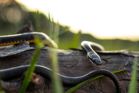 Ring-necked Snake on Log in Sunset Close-upの写真素材