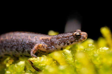 Four-toed Salamander on Moss Close-up Greenの写真素材