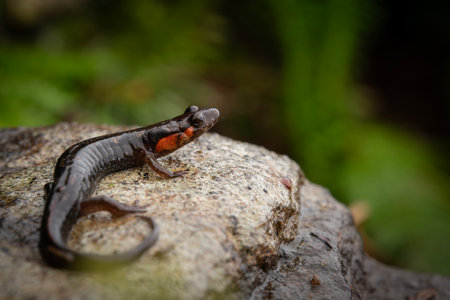 Close up of imitator salamander (Desmognathus imitator) sitting on a rockの写真素材