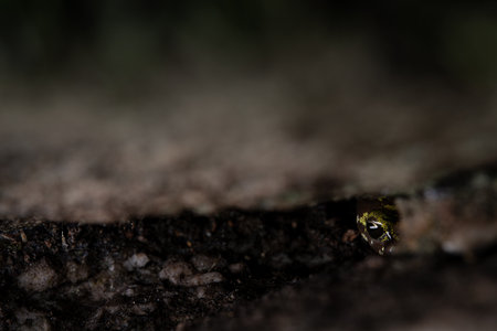 Green salamander (Aneides aeneus) hiding in rockcreviceの写真素材