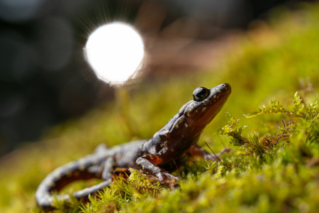 Close up of green salamander (Aneides aeneus) on mossy rockface with sun in backgroundの写真素材